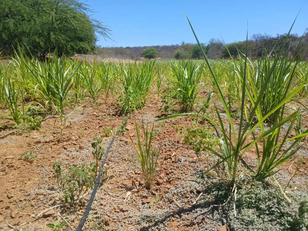 FOTO:Divulgação/ Ascom Prefeitura de Petrolina