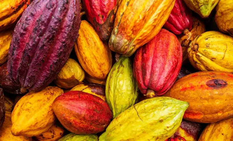 FOTO:Divulgação/ Sebrae ASN Pernambuco - Agência Sebrae de Notícias Evento inédito busca sensibilizar pequenos agricultores para as potencialidades da produção de cacau no São Francisco.